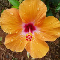 the Hawaiian flower: Hibiscus
