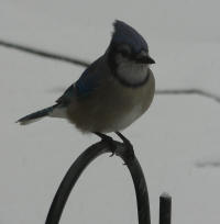 Bluejay