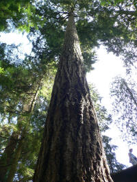 Douglas fir