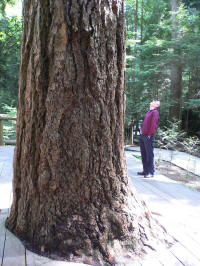 300-year-old Douglas fir