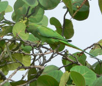 Green parrot